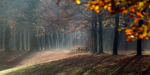10 Wandelroutes Op De Utrechtse Heuvelrug De Vuursche