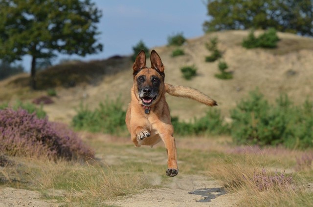 Honden losloopgebied