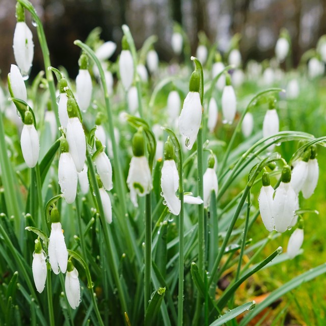 stinzenplanten; sneeuwklokjes