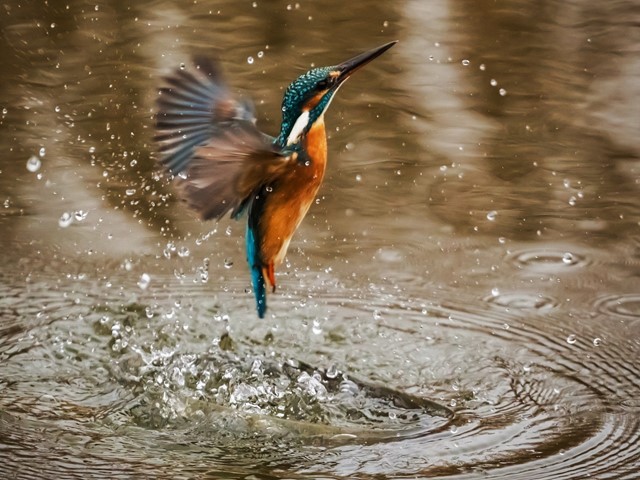 ijsvogel