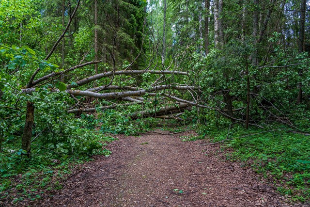 afbeelding van omgevallen bomen in het bos.