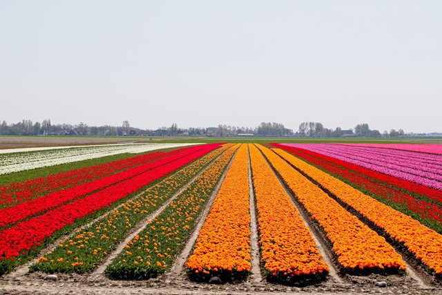 Pluktuin La Fleur