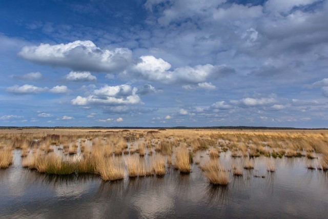 Drie perfecte plekken om vogels te kijken; Fochteloërveen
