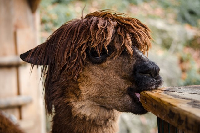 AlpacaFarm Vorstenbosch