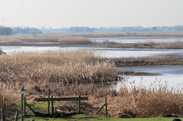 ruige natuurkad met riet en water.