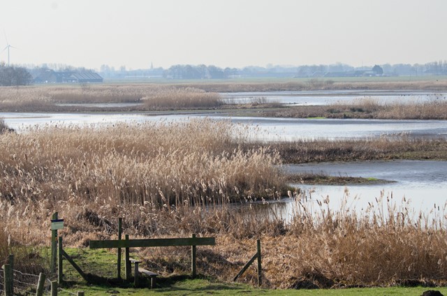 ruige natuurkad met riet en water.