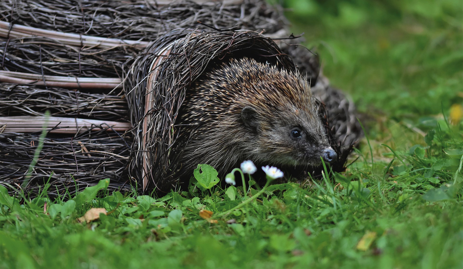 Hanne's Wandelwereld: winterslaap