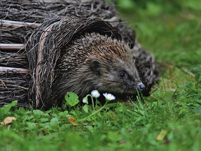 Hanne's Wandelwereld: winterslaap