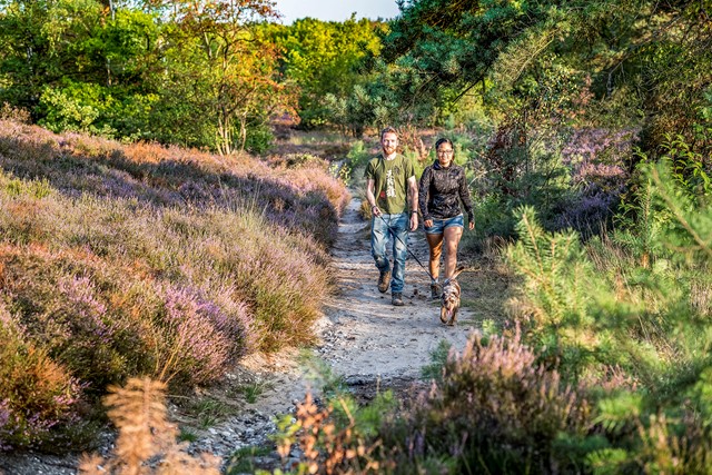 De purperen Heide