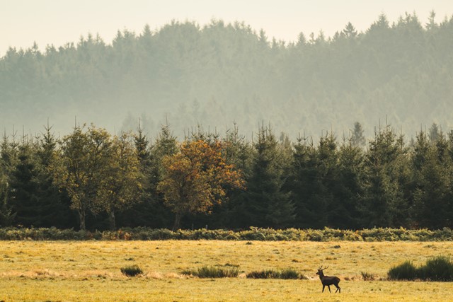 Landschap met hert in Wallonie en de Belgische Ardennen