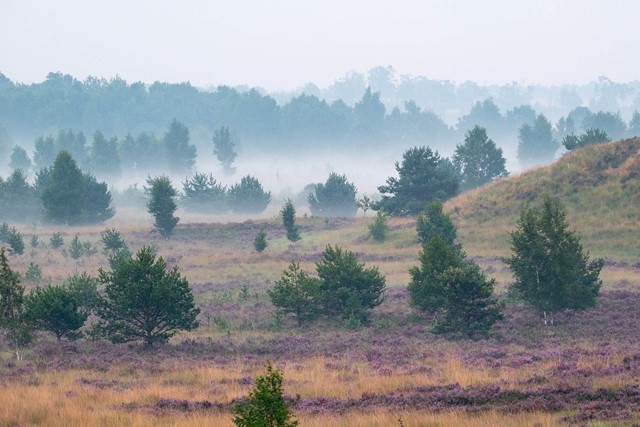 Uitzicht over de bloeiende heide. In de lage delen ontstaat (boven de vennen) gemakkelijk mist. 