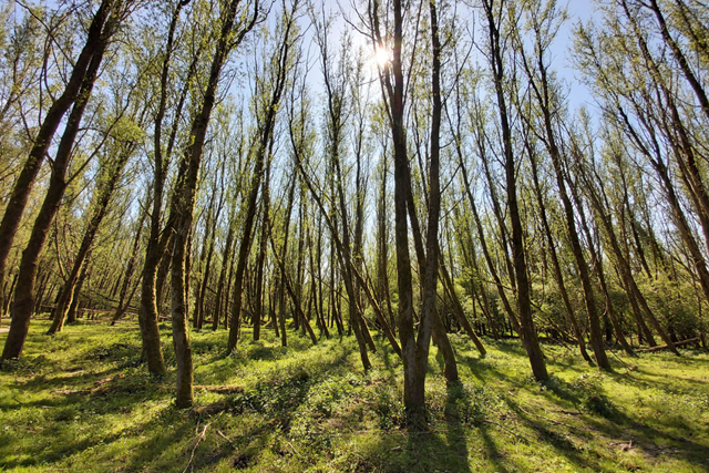 Boswachterspad Horsterwold Stille Kern Flora En Fauna