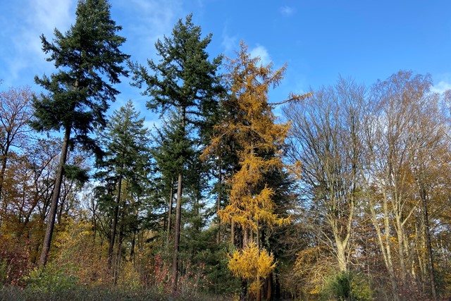 Veluwe Zwerfpad etappe 1 Arnhem - Wolfheze, dennen