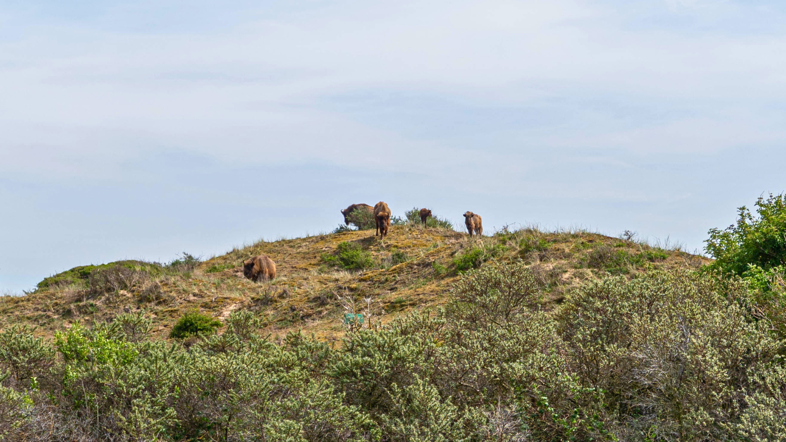 Naam Wandelen In Nationaal Park Zuid Kennemerland