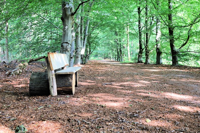 afbeelding van een bankje in het bos.