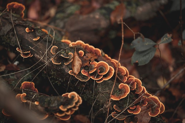 Turkey Tail.