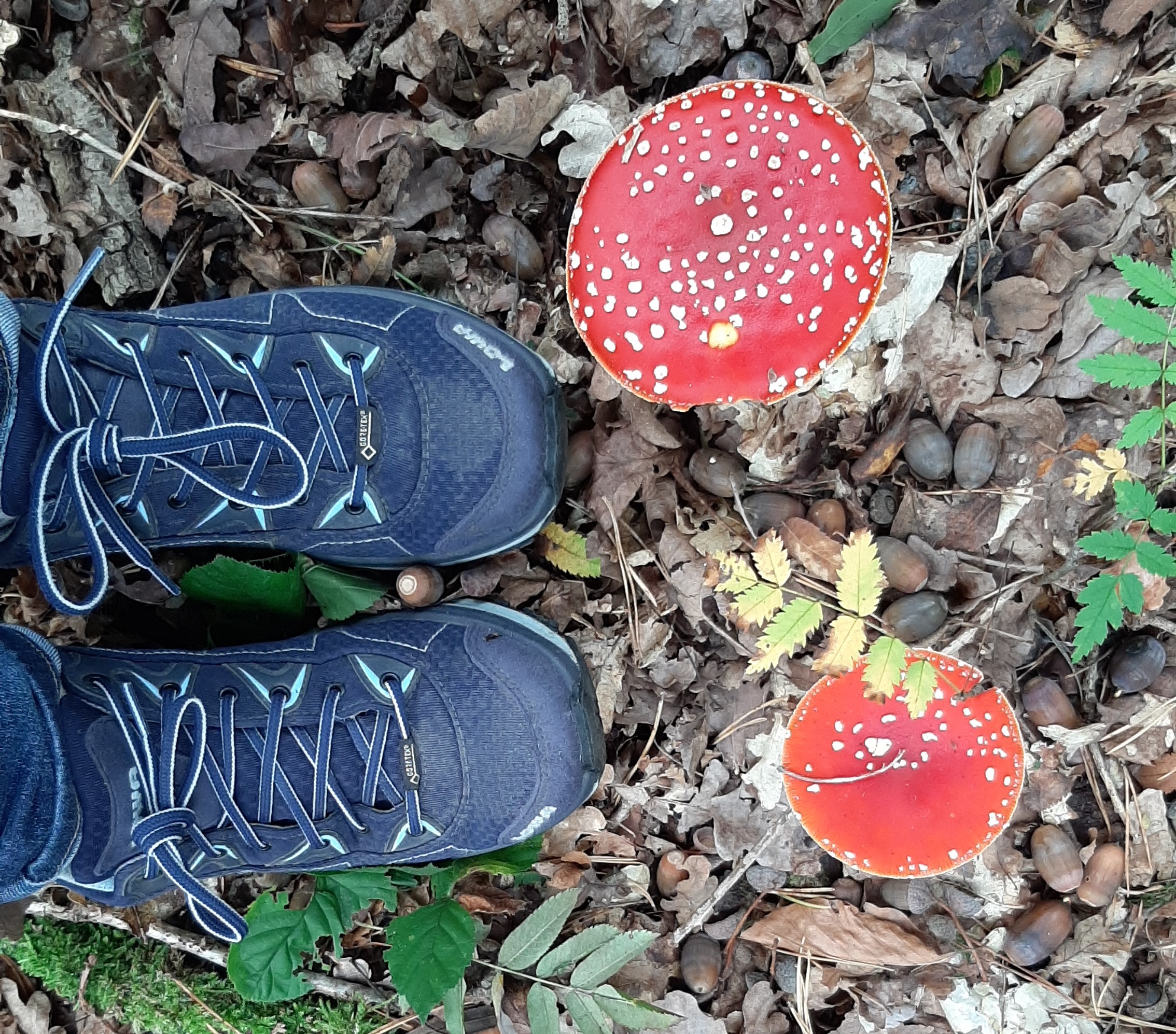 pot De Paddenstoelen In De Oisterwijkse Bossen En Vennen