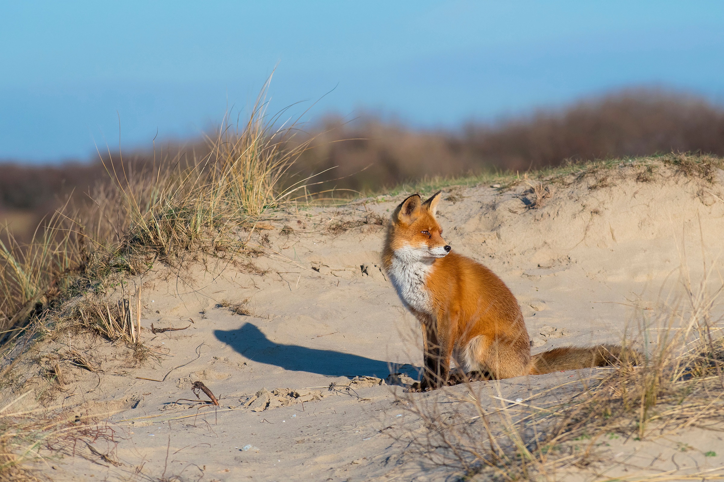 Header | In Deze Wandelgebieden Kun Je Bijzondere Dieren Ontmoeten