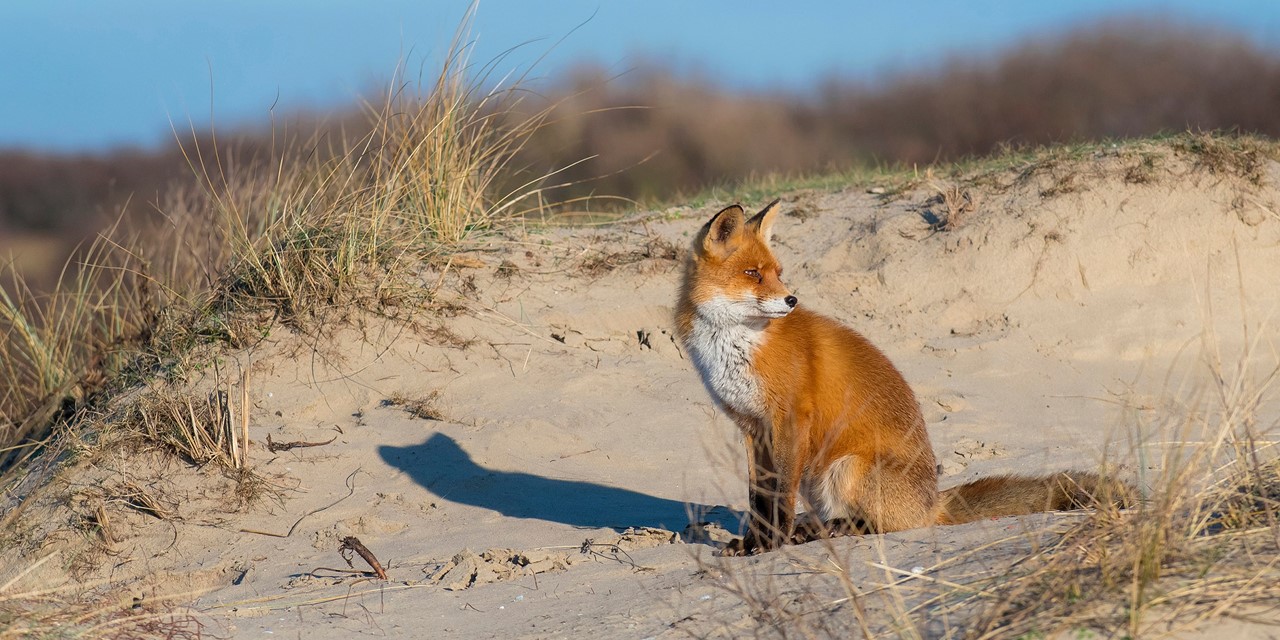 Header | In Deze Wandelgebieden Kun Je Bijzondere Dieren Ontmoeten