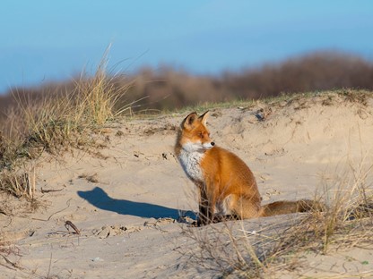 Header | In Deze Wandelgebieden Kun Je Bijzondere Dieren Ontmoeten