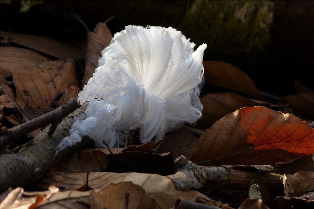 afbeelding van ijshaar.