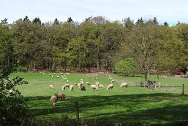Mooie Wandelroutes Op De Veluwezoom Familieroute Uitzichtpunt Schaapskooi Veluwezoom