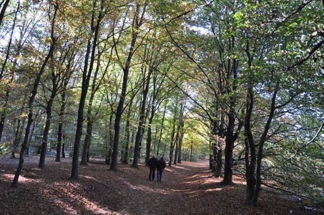 De Kaapse bossen