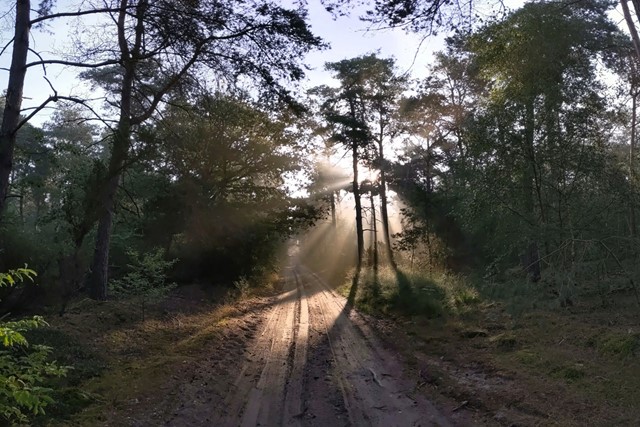 afbeelding van de zon door de bomen op een bospad.