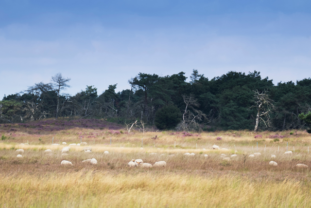Wandelroute Kalmthoutse Heide Wandelpad Duin Begrazingsgebied
