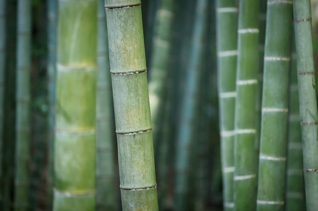 /bamboe-duurzame-keuze1