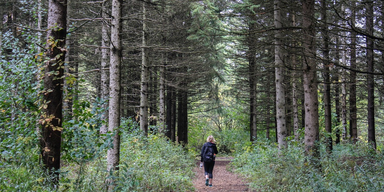 Wandelaar in het bos
