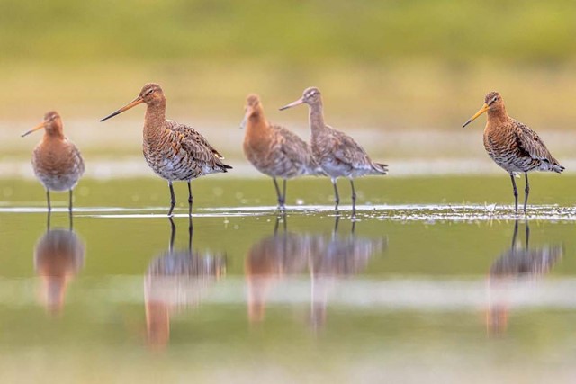 vogels kijken tijdens je winterwandeling; grutto