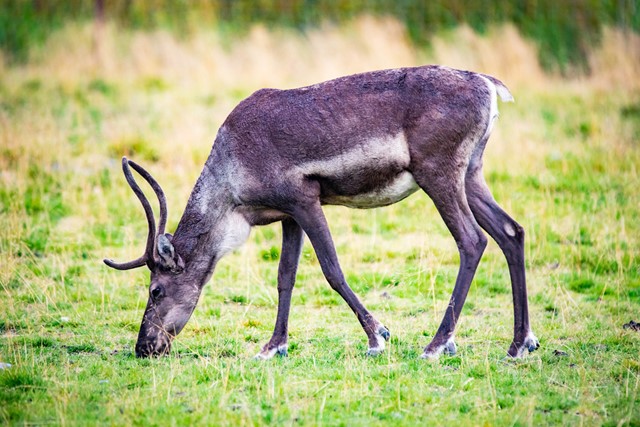 Landgoed Hoenderdaell een verrassend wandeluitje: hert