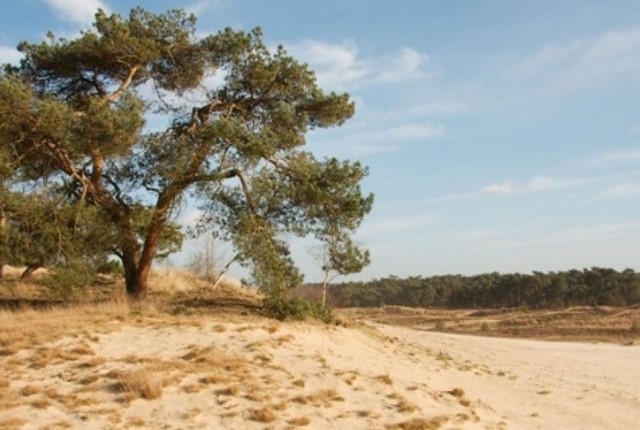 Wandelen door de Loonse en Drunense Duinen