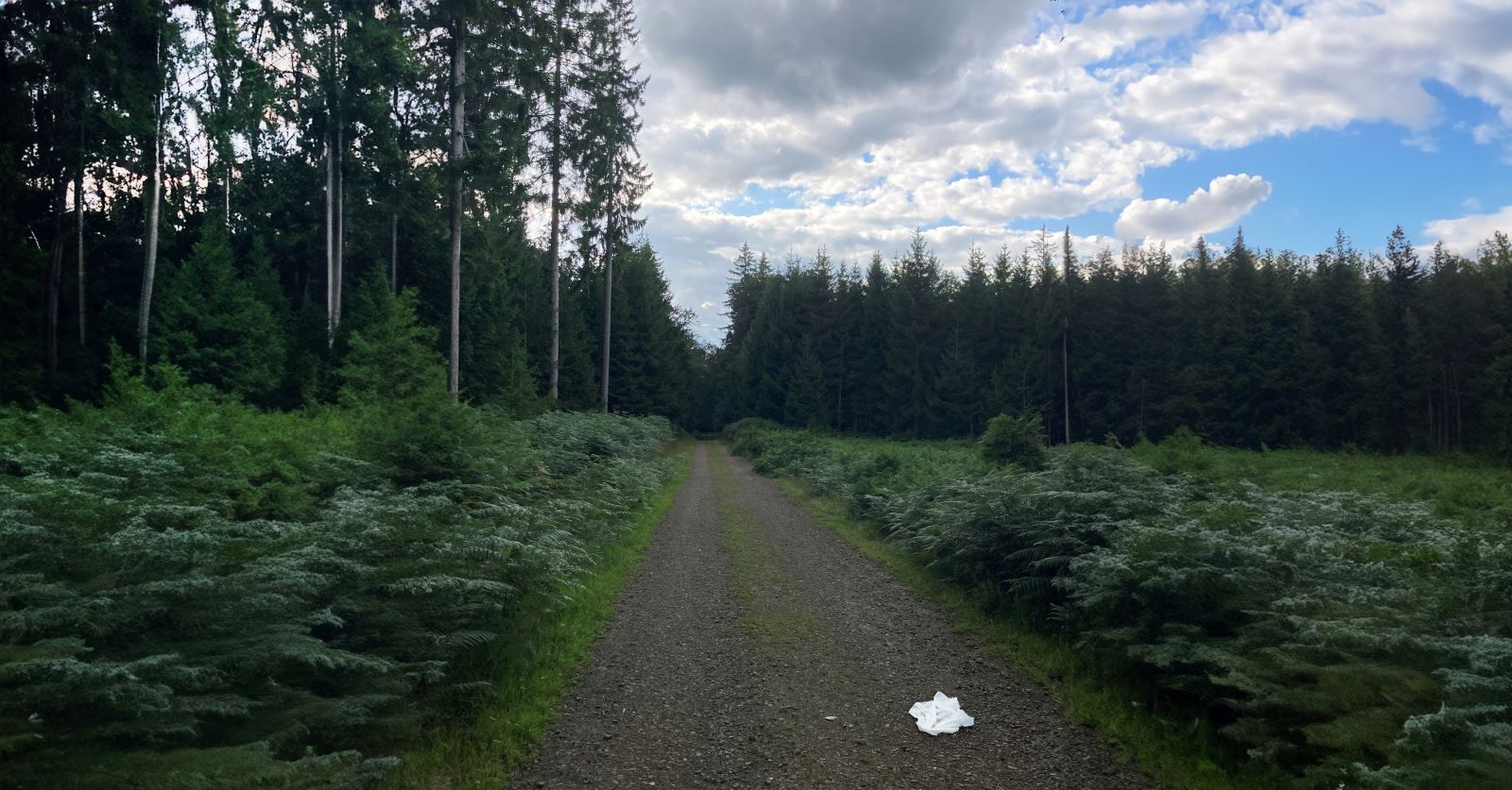 Wandelwoorden Deel 3 Witte Vlag: Pad Bos