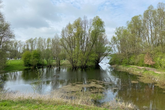 water en wilgen in de uiterwaarden