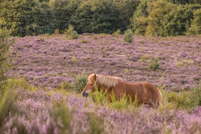 grote grazers ijslandse pony