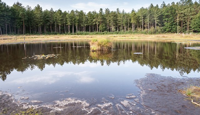 Het Grote Ven in de Kruisbergse Bossen
