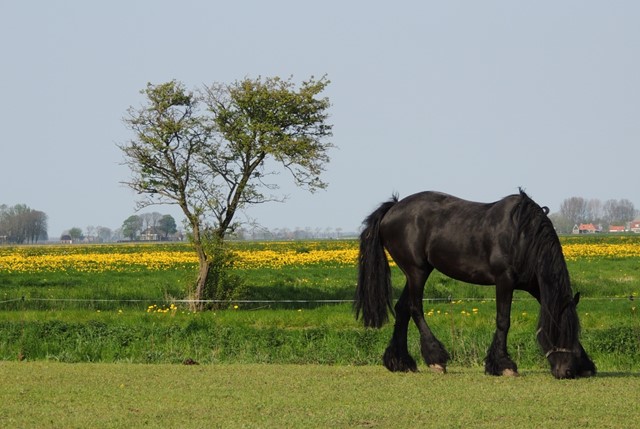 Friese knol