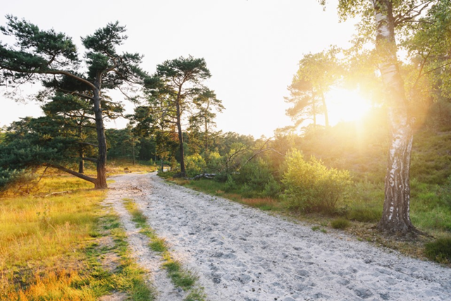 Wandelroutes In Limburg 10 Tips Brunssummerheide