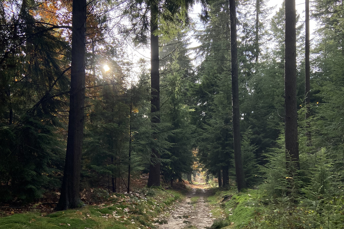 Veluwe Zwerfpad etappe 1 Arnhem - Wolfheze, dennenbos