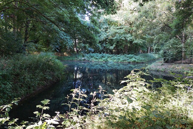 bosrijk stuk natuur met water.