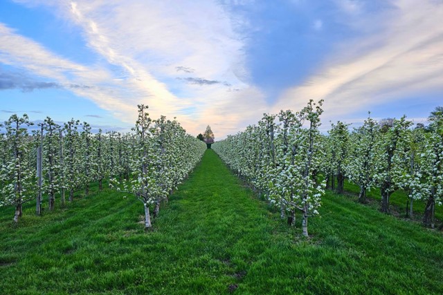 Bloesemwandelingen Om Bij Weg Te Dromen Bloesemroute De Betuwe