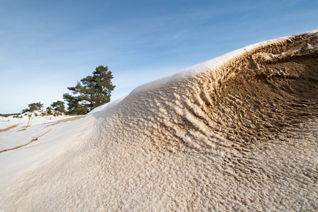 Wandelen in de IJstijd Kootwijkerzand: stuifduin
