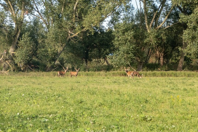 afbeelding van edelherten in het gras.