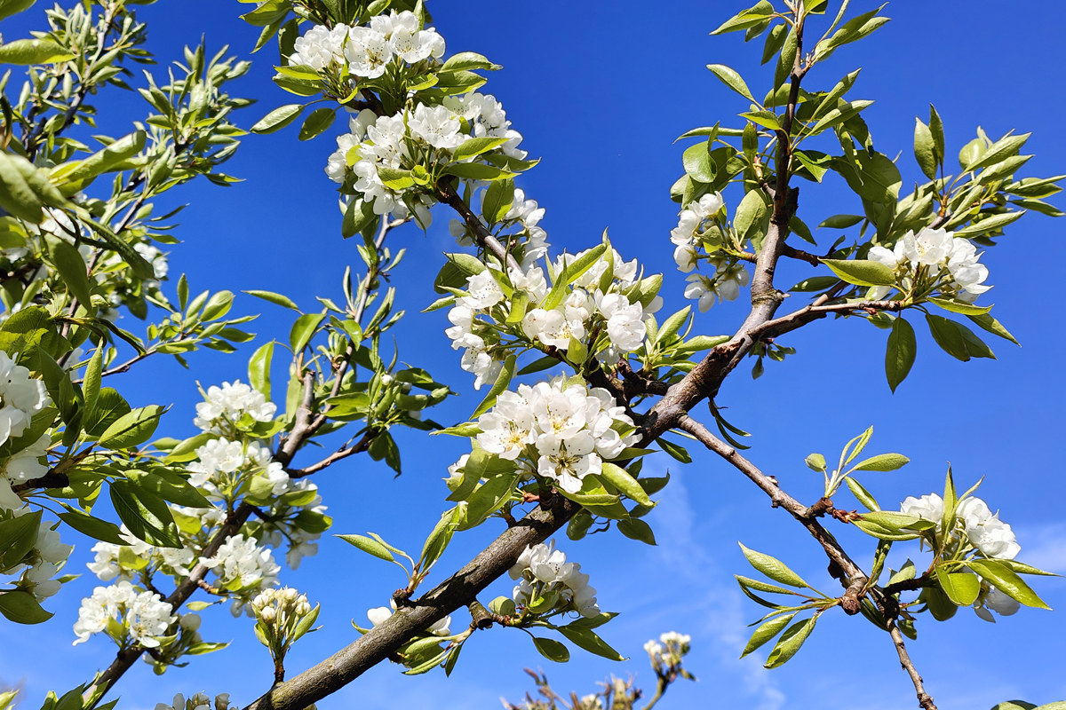 afbeelding van bloesem.