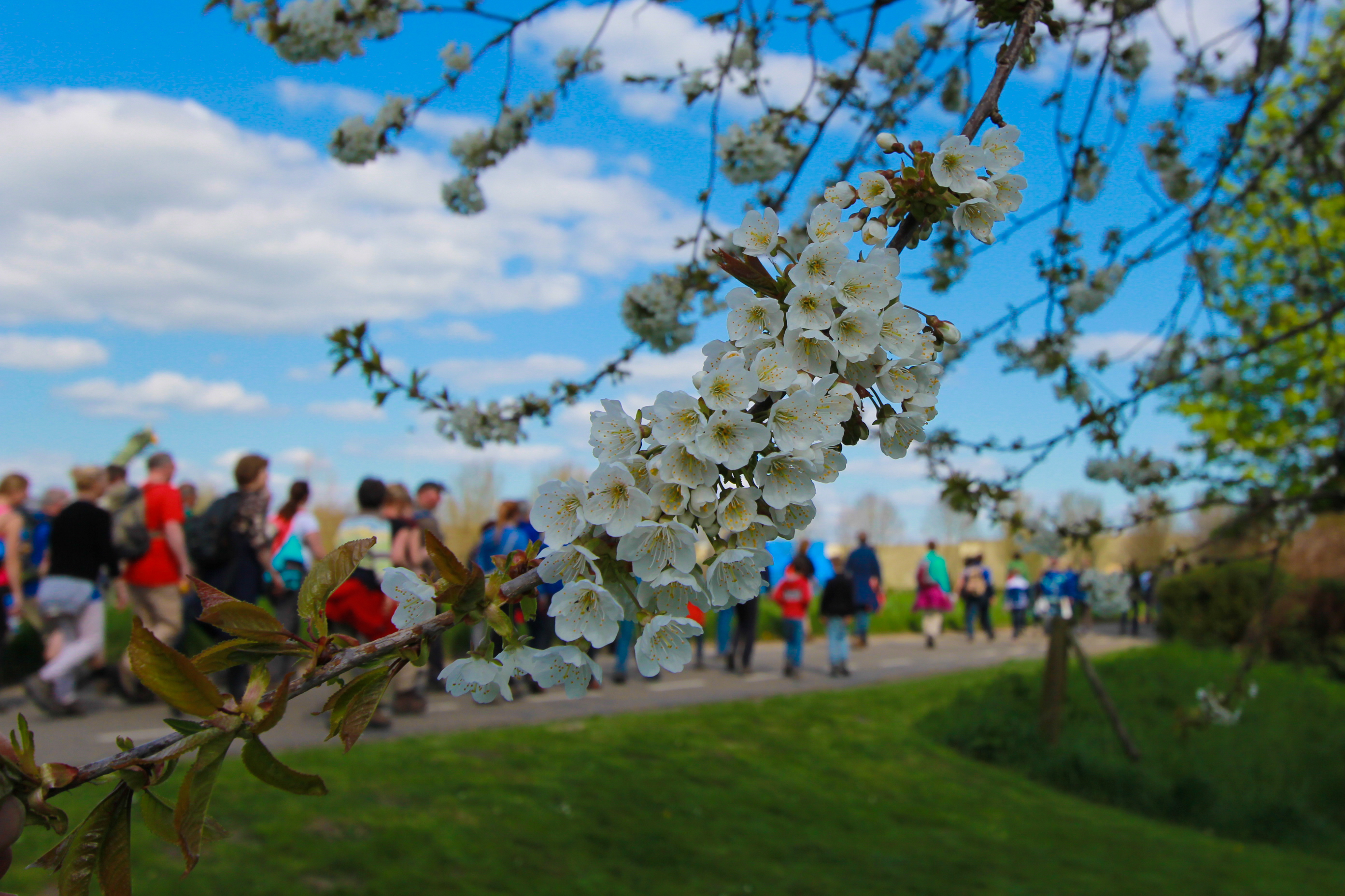 Betuwse Bloesemtocht 2 Abdonker