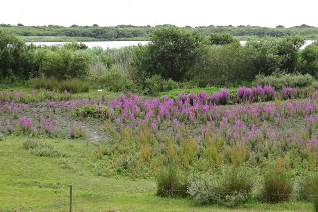 Wandelroute NP Schiermonnikoog Nationaal Park, Duin En Strand Westerplas
