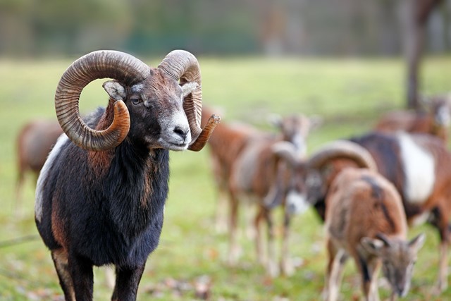 afbeelding van m,oeflons in het gras.