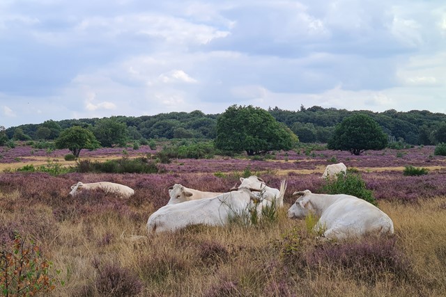 Charolais runderen liggend op de paarse heide.